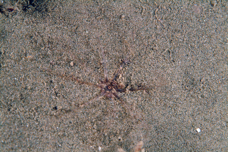 Oloturia infossata?